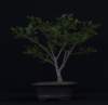 bonsai13_small.jpg