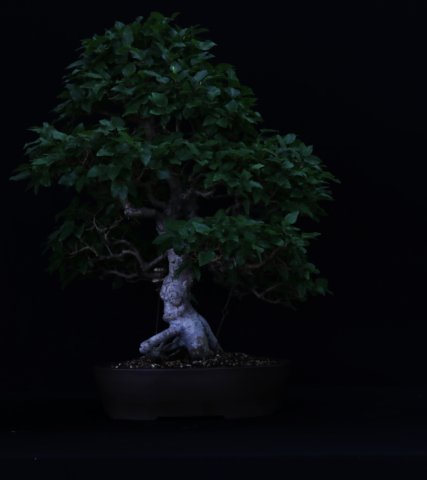 bonsai18.jpg