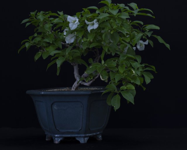 bonsai20.jpg