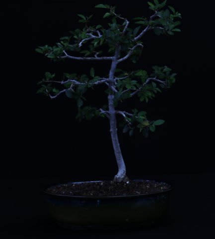bonsai25.jpg
