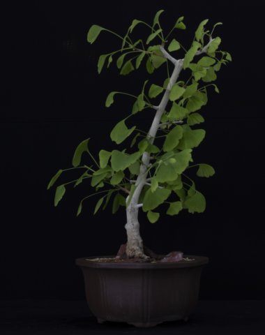 bonsai27.jpg
