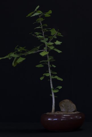 bonsai28.jpg