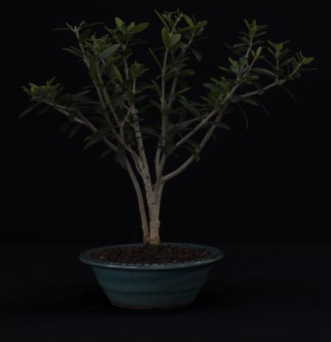 bonsai29.jpg