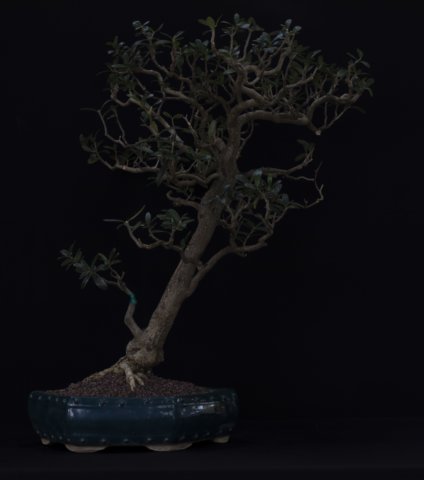 bonsai31.jpg