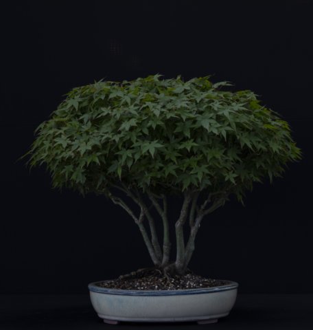 bonsai33.jpg