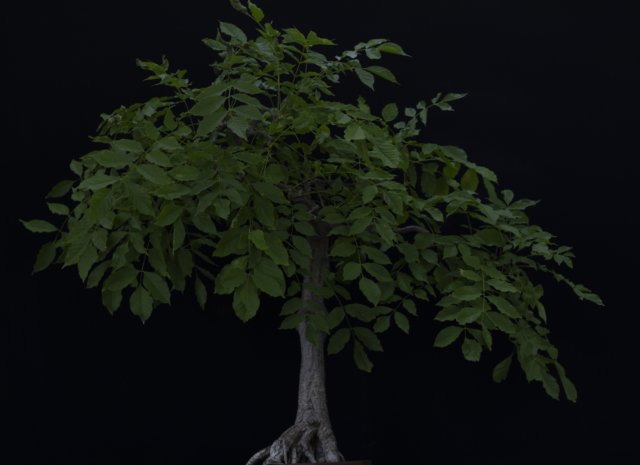 bonsai34.jpg
