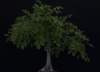 bonsai34_small.jpg