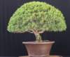 bonsai12_small.jpg