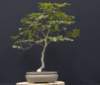 bonsai2_small.jpg