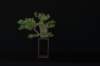 bonsai10_small.jpg