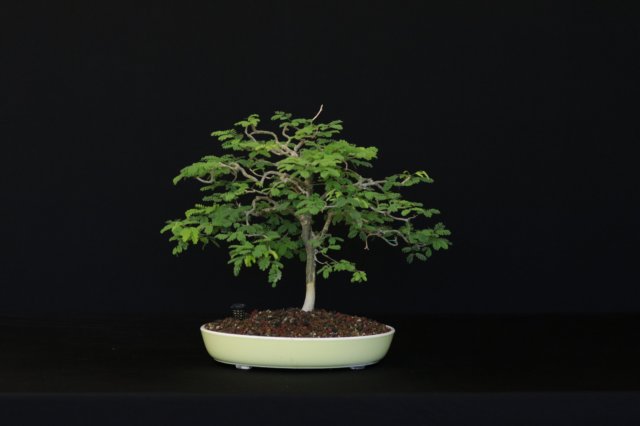 bonsai13.jpg