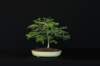bonsai13_small.jpg