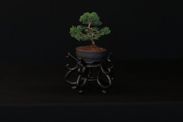 bonsai14.jpg