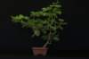 bonsai15_small.jpg