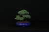 bonsai18_small.jpg