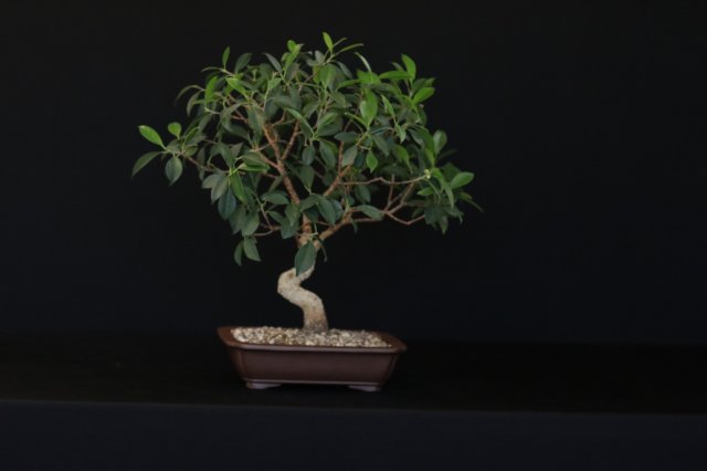 bonsai19.jpg