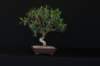 bonsai19_small.jpg