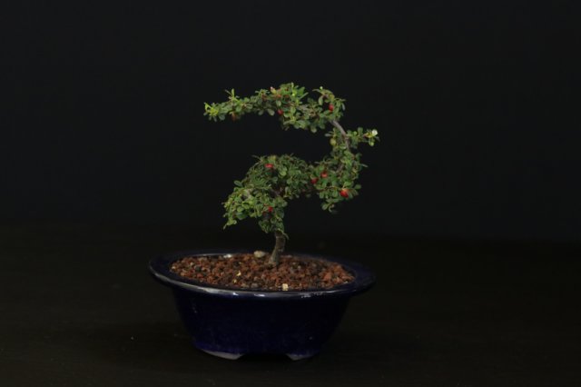 bonsai27.jpg