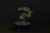 bonsai27_small.jpg