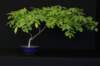 bonsai28_small.jpg