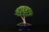 bonsai33_small.jpg