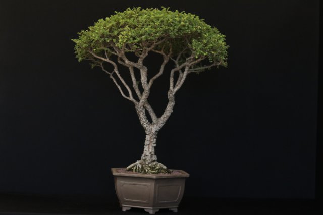 bonsai36.jpg