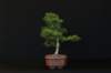 bonsai40_small.jpg