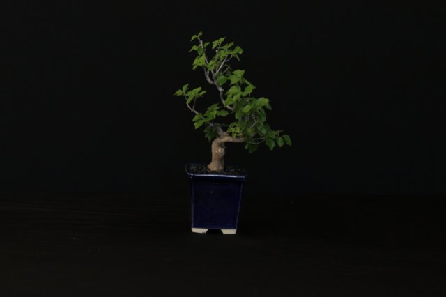bonsai7.jpg