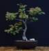 bonsai11_small.jpg