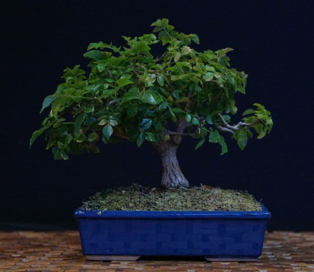 bonsai12.jpg