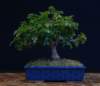 bonsai12_small.jpg