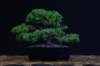 bonsai1_small.jpg
