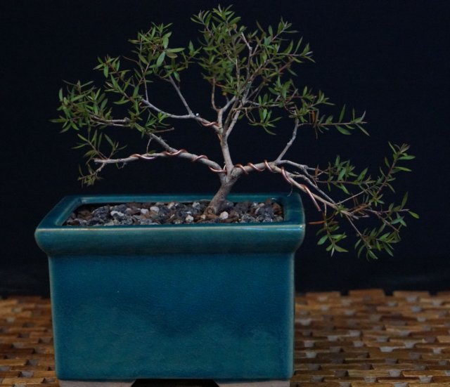 bonsai22.jpg