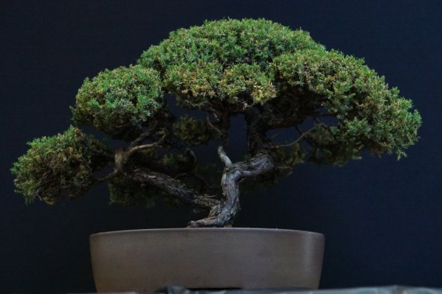 bonsai23.jpg