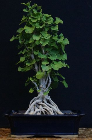 bonsai25.jpg