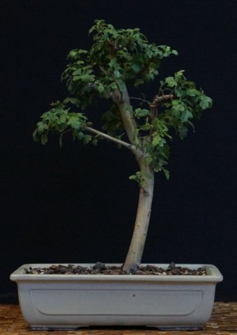 bonsai26.jpg