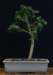 bonsai26_small.jpg