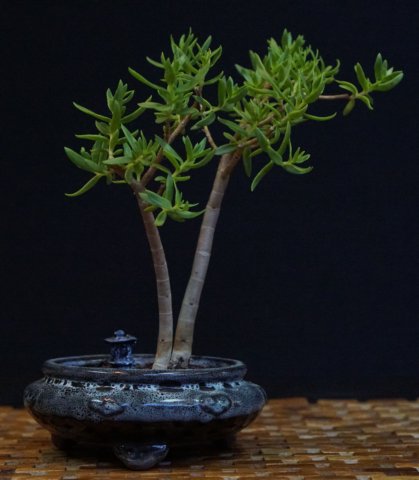 bonsai27.jpg