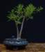 bonsai27_small.jpg