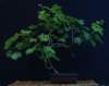 bonsai28_small.jpg