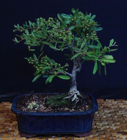 bonsai29.jpg