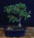 bonsai29_small.jpg