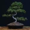 bonsai2_small.jpg