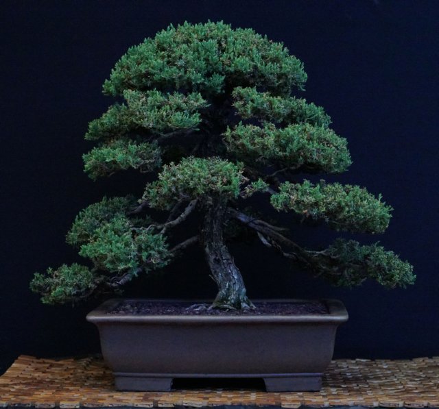 bonsai30.jpg