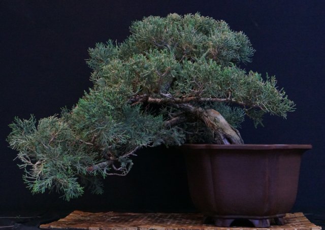 bonsai31.jpg