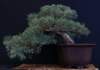 bonsai31_small.jpg