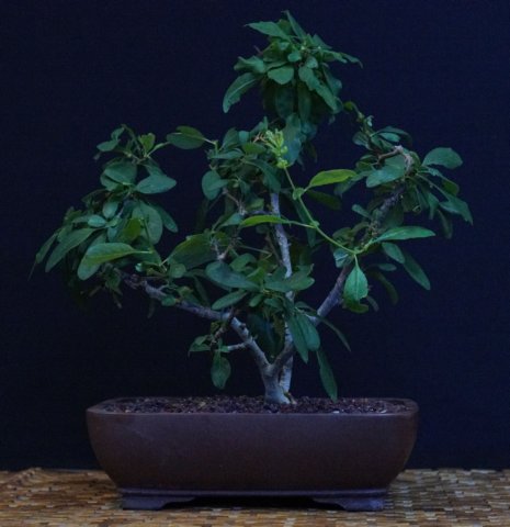 bonsai32.jpg