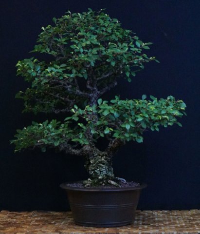 bonsai33.jpg