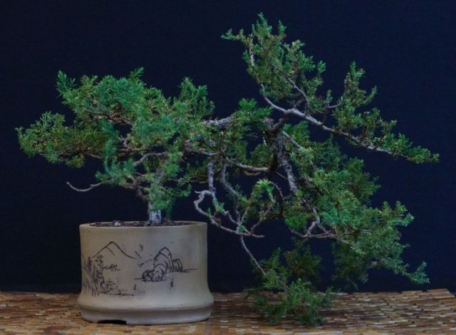 bonsai34.jpg