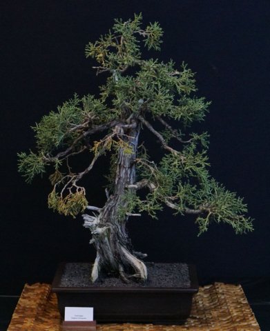 bonsai35.jpg